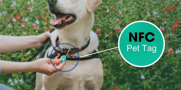 NFC-Epoxy-PET-Tag